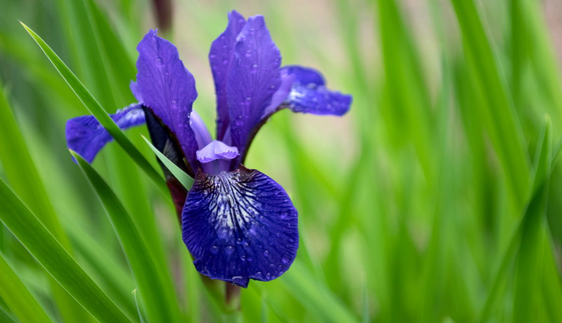 Orti botanici e giardini storici italiani, una risorsa da valorizzare