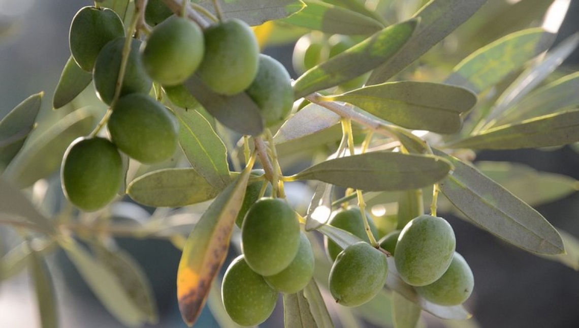 Cresce l'amore del Brasile per l'olio d'oliva europeo
