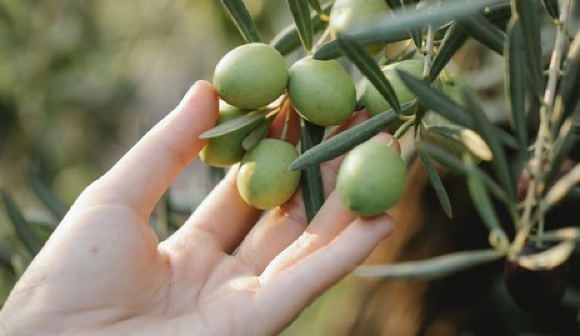 Quanto è davvero utile l'irrigazione di soccorso su produttività e qualità dell'olio di oliva?