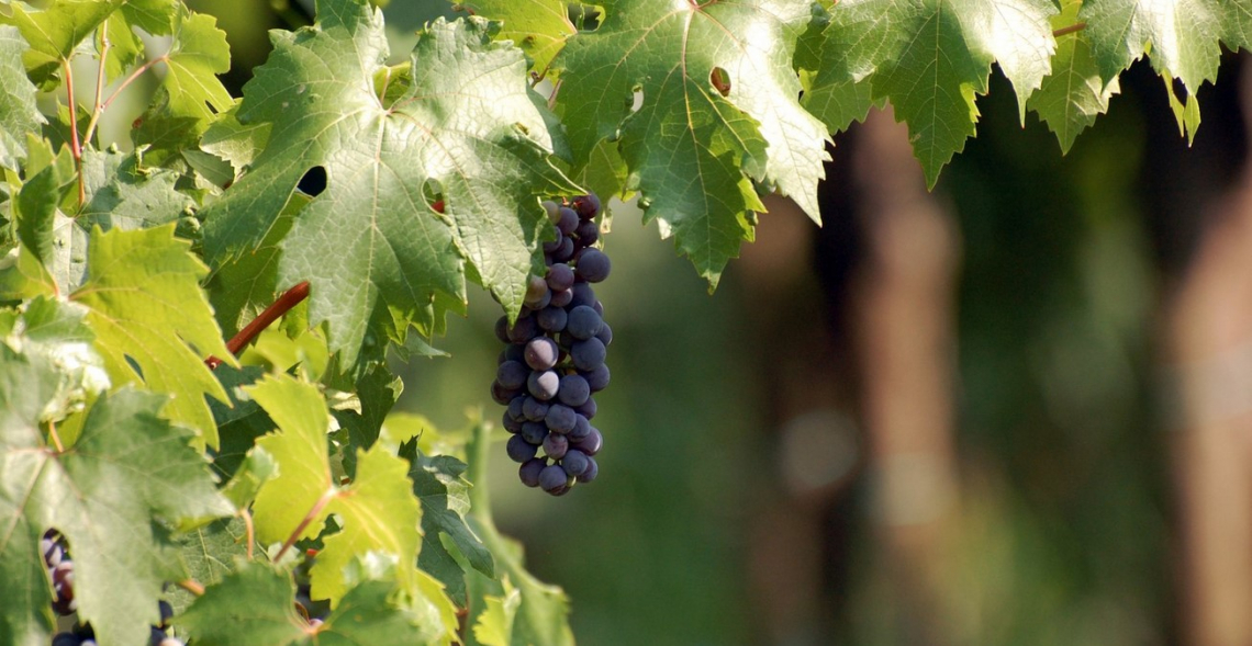 L'utilizzo sostenibile dei nanofertilizzanti per la viticoltura di qualità