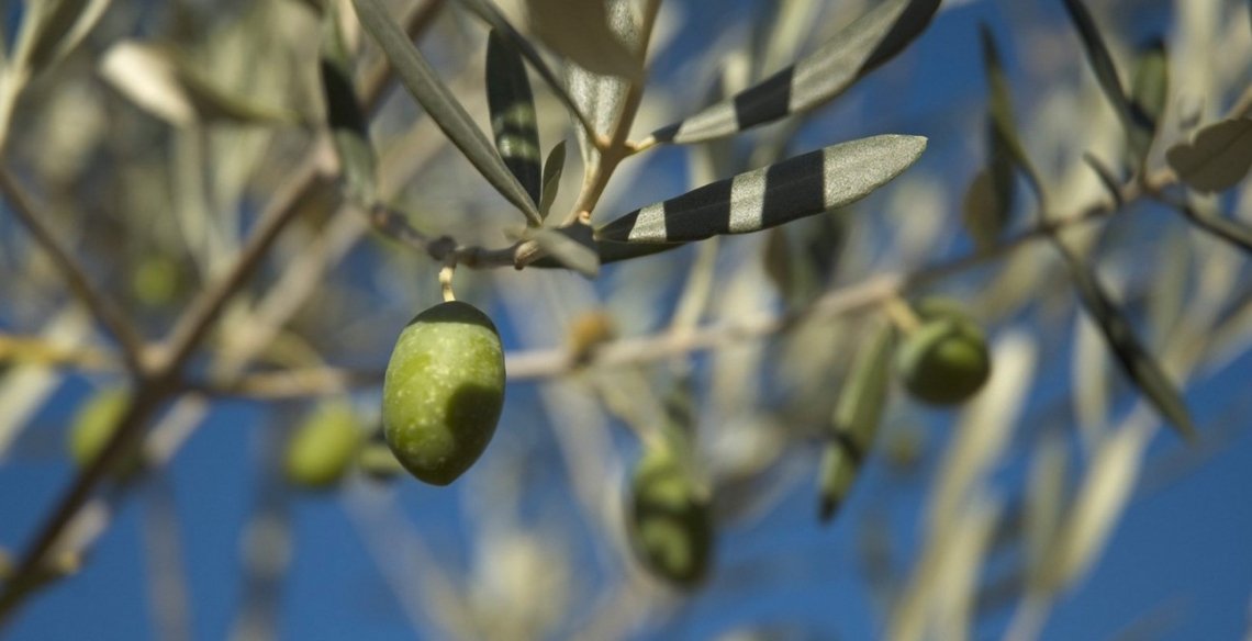 I fabbisogni idrici di Frantoio e Leccino per ottenere il massimo della produzione