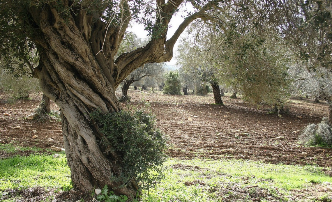 I costi nascosti dovuti alla lavorazione del terreno degli oliveti: ecco perchè con l'inerbimento si risparmia