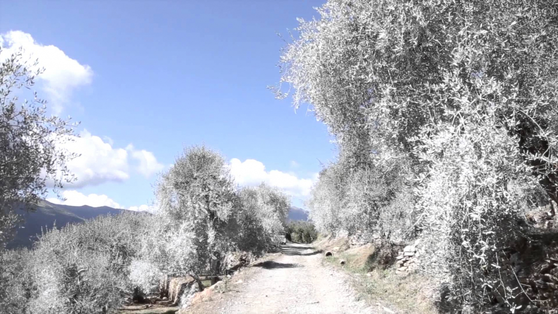 Le dosi di caolino, zeolite e bentonite per combattere la mosca delle olive