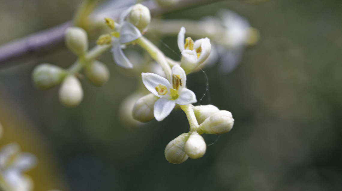 Previsioni preoccupanti per la produzione d'olio d'oliva a Granada