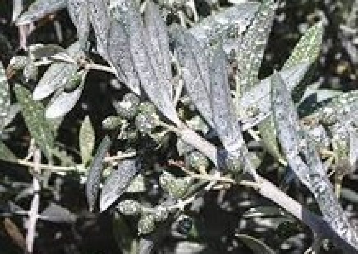 Trattare gli olivi con zeolite arricchita con ammonio per ottenere protezione dalla mosca e benefici fisiologici
