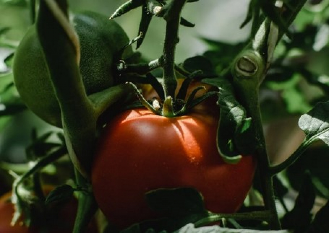 Il lungo viaggio del pomodoro: dai Maya alla coltivazione con drone e software