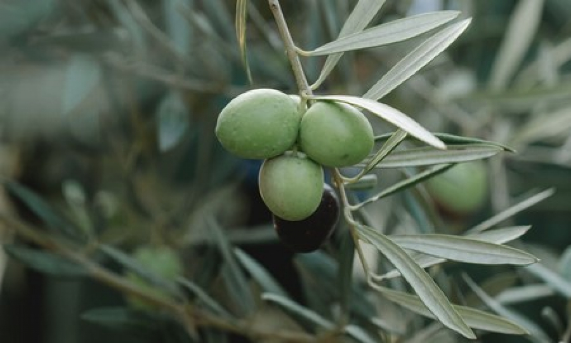L'importanza dei trattamenti fogliari con calcio per migliorare la qualità delle olive