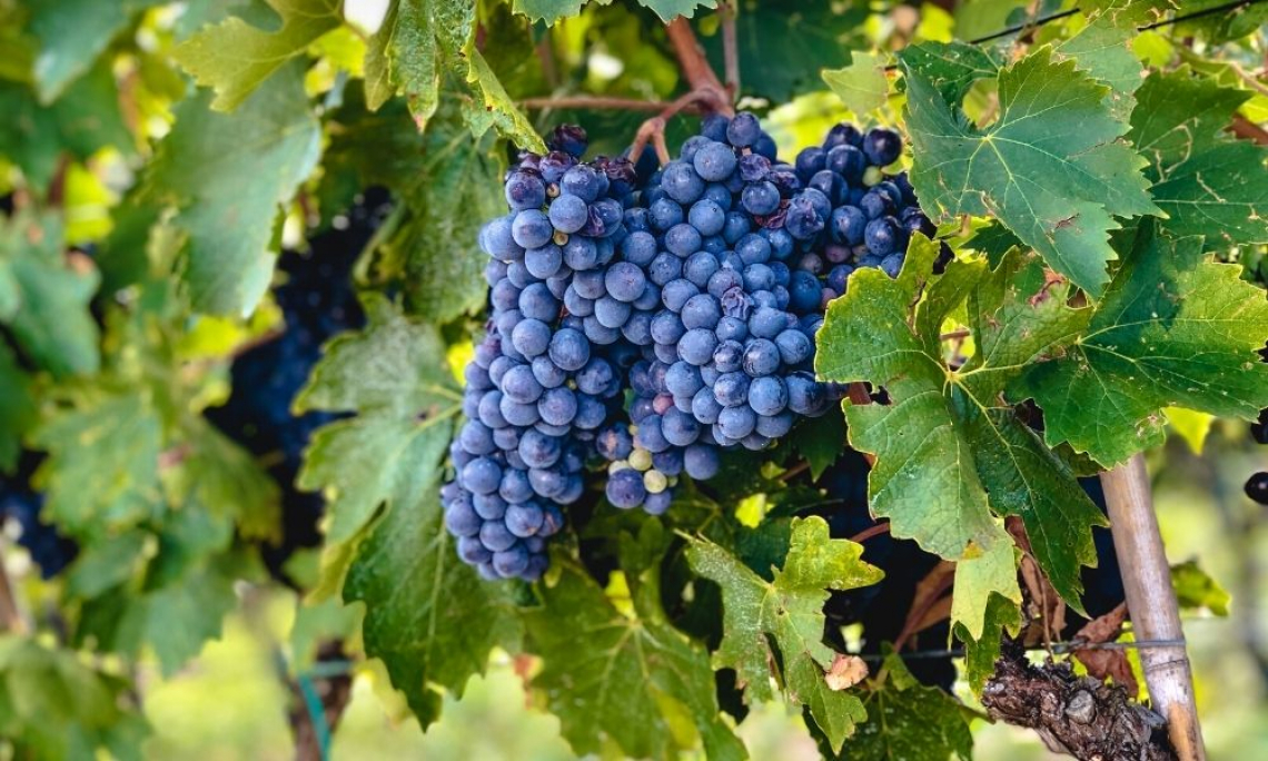 Le radici del Sangiovese sono nel Sud Italia