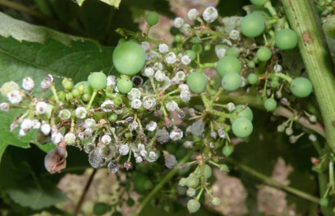 Come controllare la peronospora della vite in agricoltura biologica con mezzi naturali