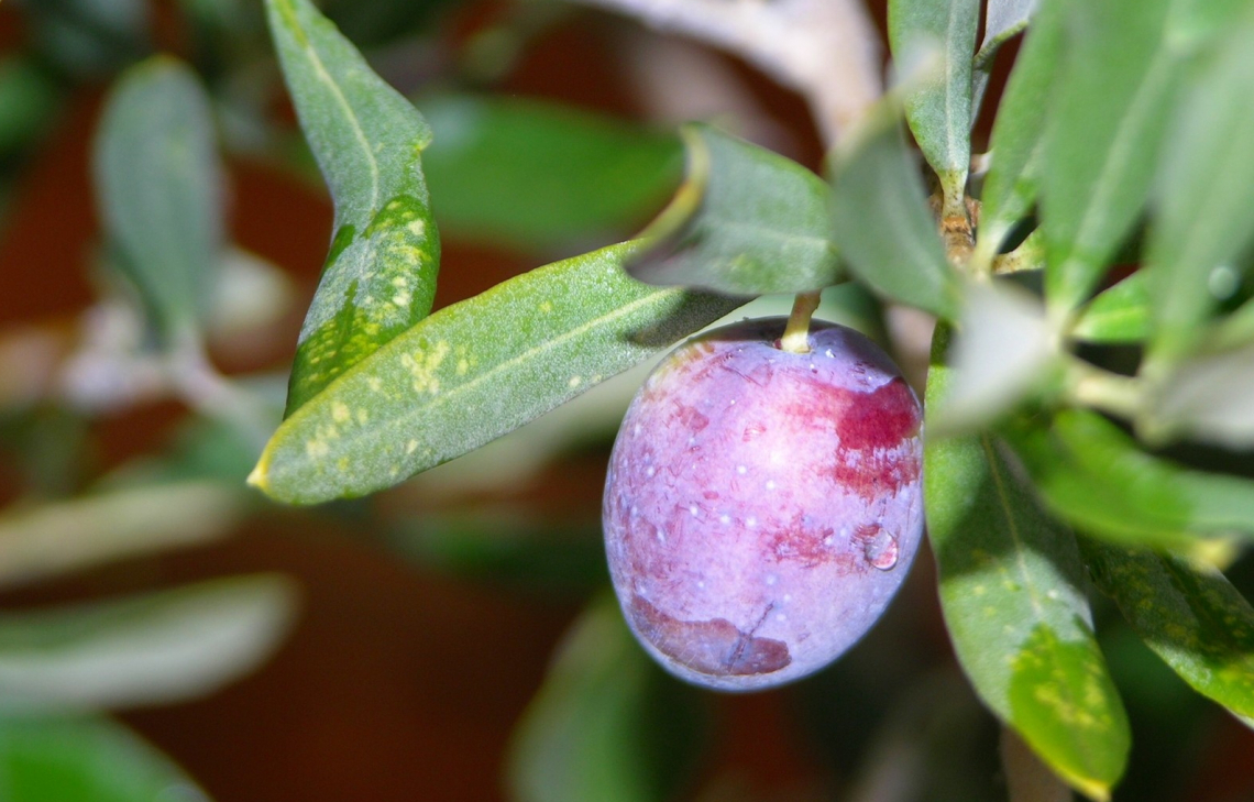 L'importanza della luce sulla produttivit&agrave; dell'olivo e sulla qualit&agrave; dell'olio extra vergine d'oliva