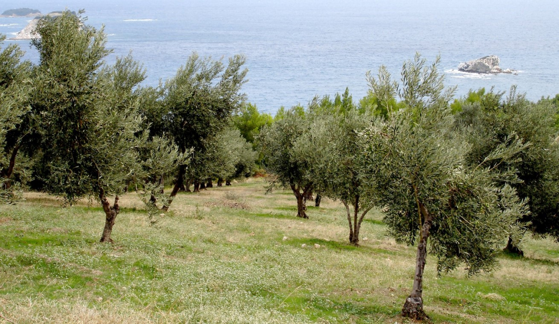 Le aziende olivicolo-olearie dovrebbero smettere di sacrificare il valore in nome del costo