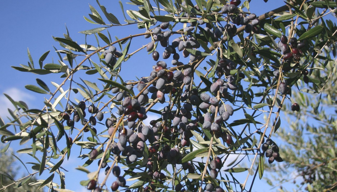 Più aggregazione per permettere all'olio d'oliva italiano di volare