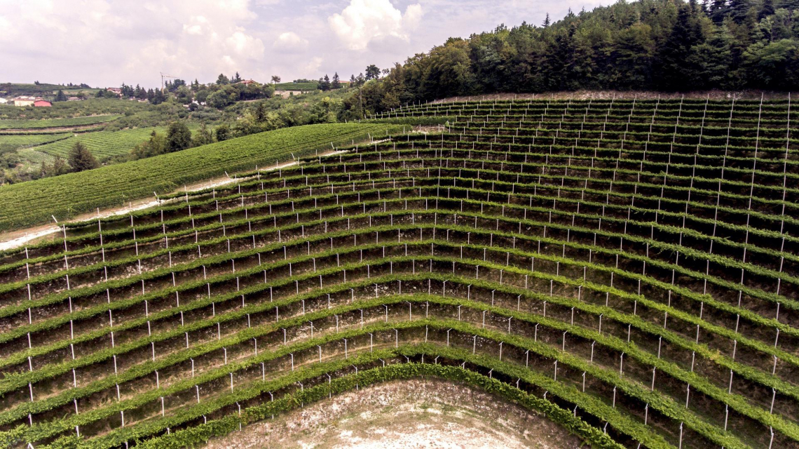 I caratteri aromatici dei vini con uve Corvina e Corvinone