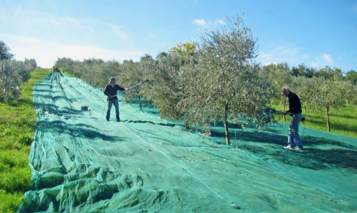 Fare della biodiversità il core business dell'impresa olivicola