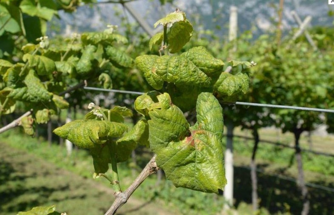 Un prodotto autorizzato per fronteggiare la flavescenza dorata della vite