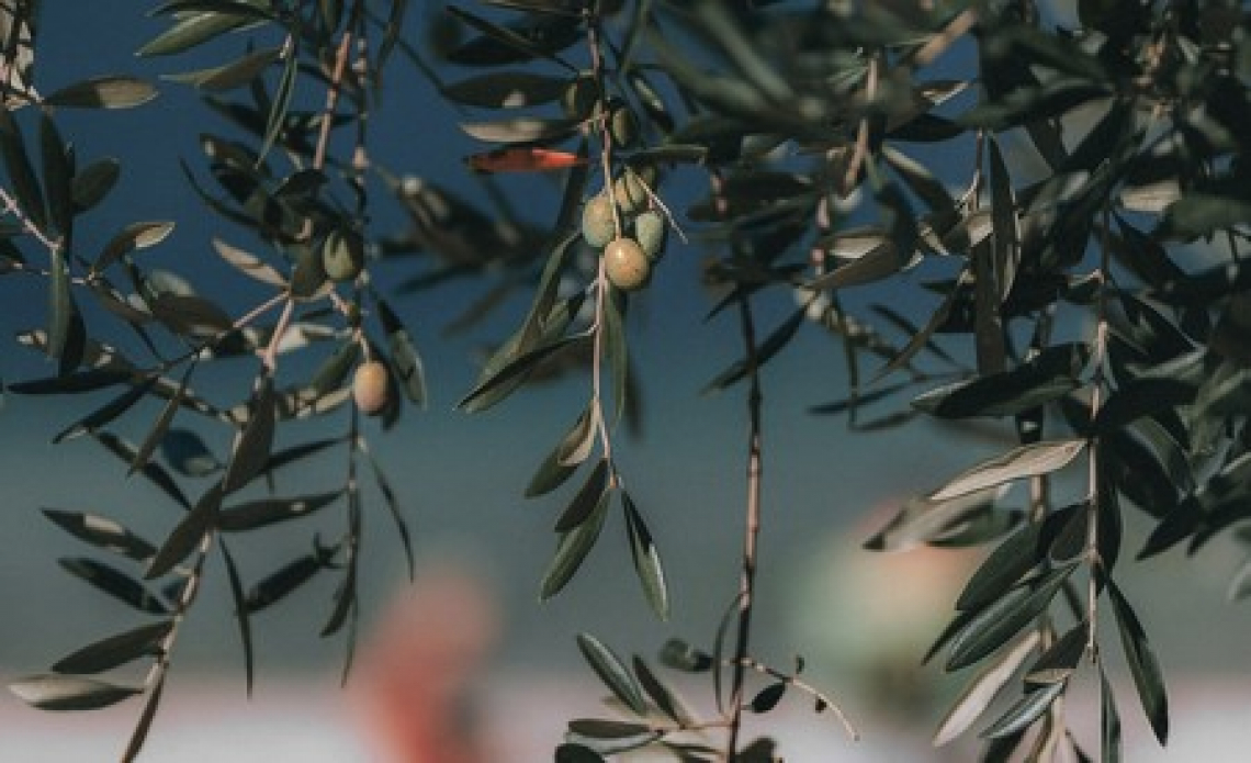La qualità delle olive è influenzata da un'irrigazione deficitaria severa ma non moderata