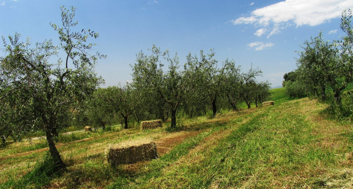 Il sequestro di carbonio in un oliveto gestito in modo sostenibile per 20 anni
