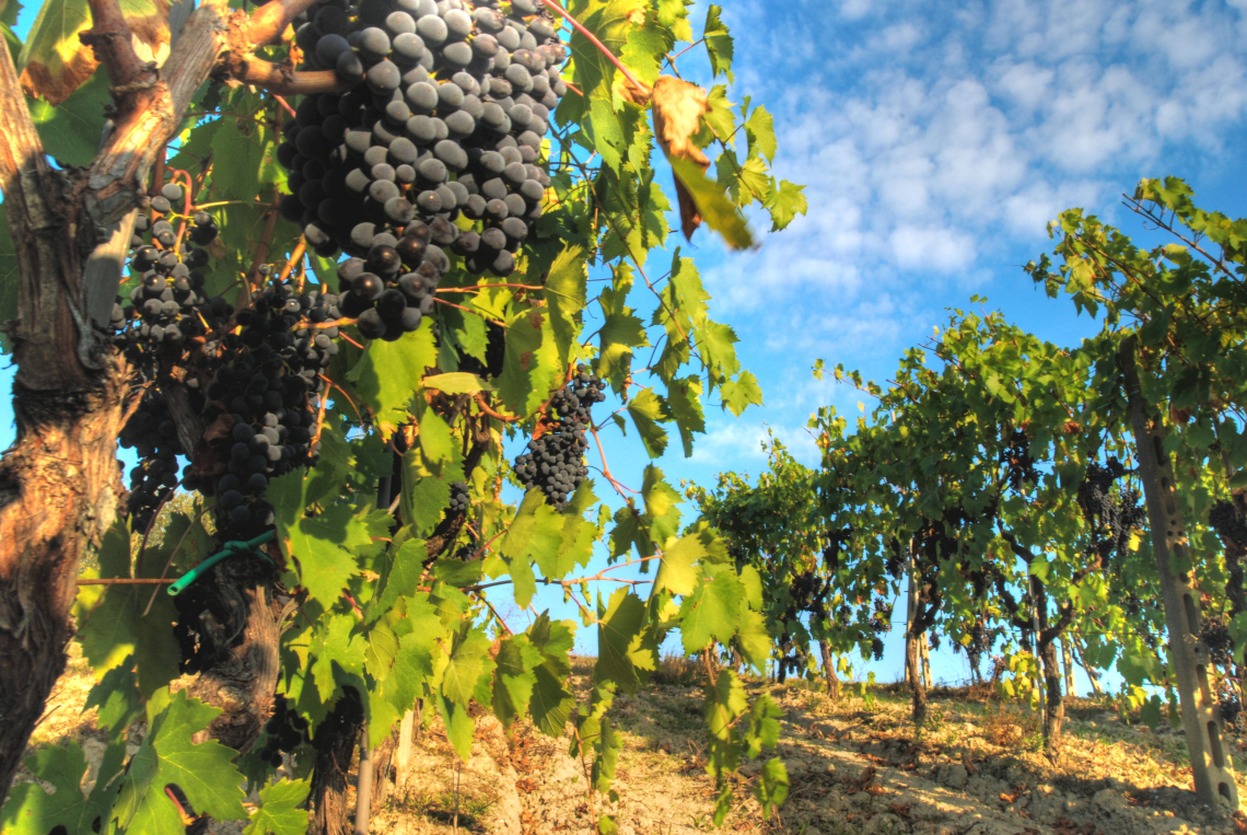 L'effetto della pressatura delle vinacce sulle qualità aromatiche del Sangiovese