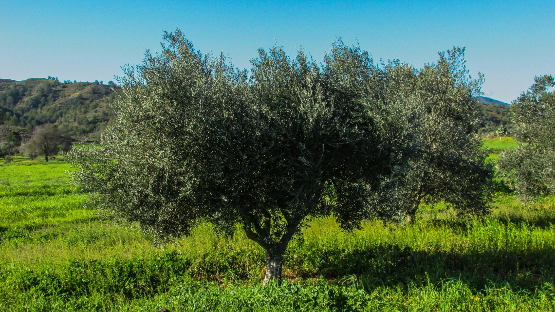 Tutte le criticità dell'inerbimento dell'oliveto in collina