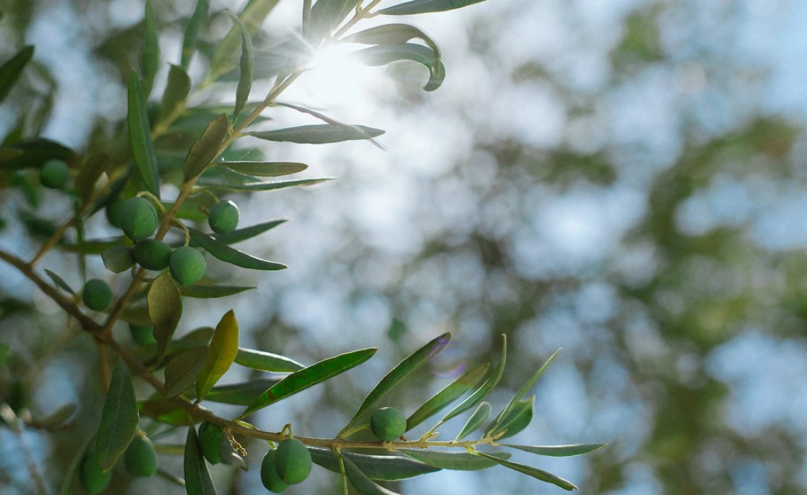 La filiera olivicolo-olearia sfida il futuro: dalla ocm al mercato