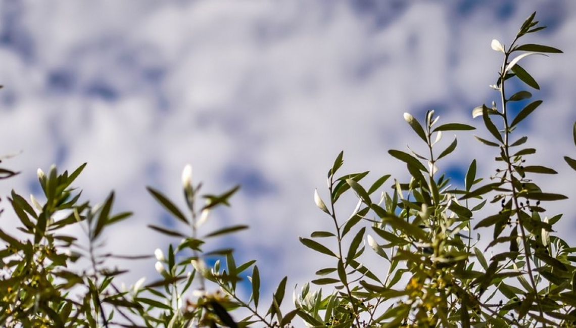 Scapigliato Alberi, al via l’assegnazione gratuita di 245.000 ulivi