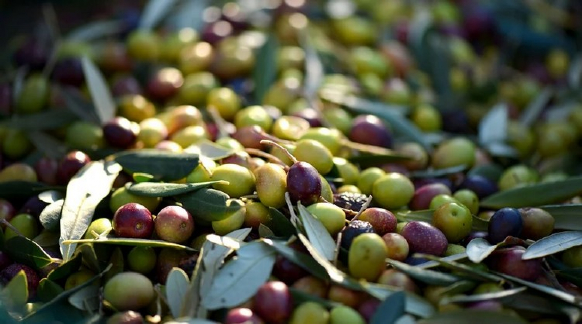 Dalle olive un farmaco capace di ridurre la mortalità da Covid19
