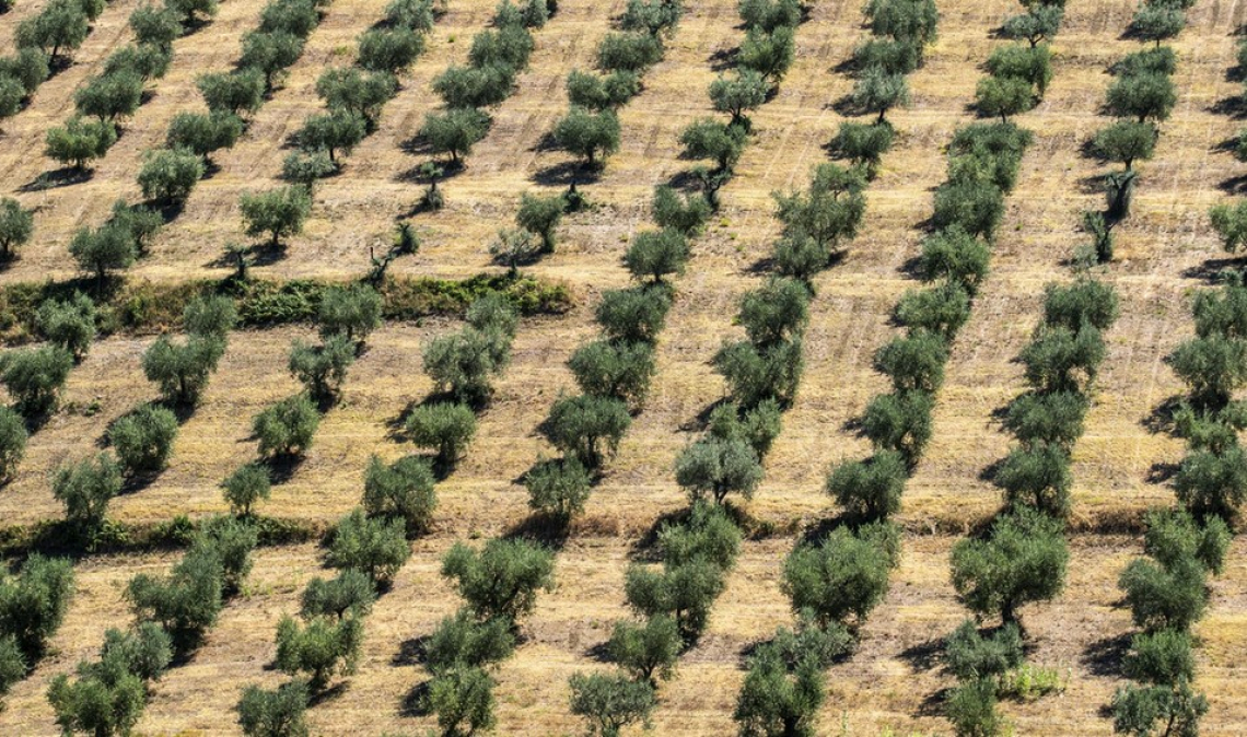 Fertilizzazione organica contro fertilizzazione inorganica: quale è meglio per la crescita e l'entrata in produzione degli olivi