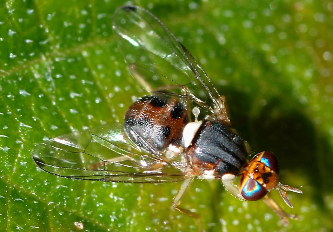 L'effetto dell'infestazione della mosca delle olive sui parametri qualitativi degli oli di oliva