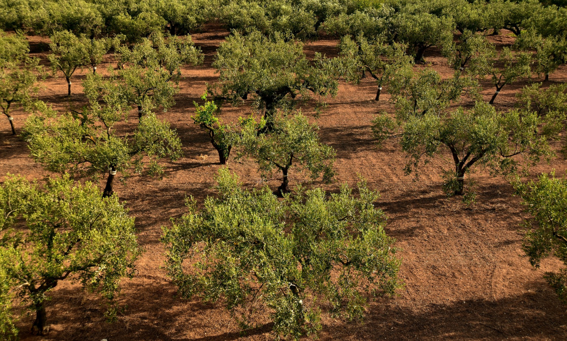 La Spagna ora pensa a valorizzare l'olivicoltura tradizionale