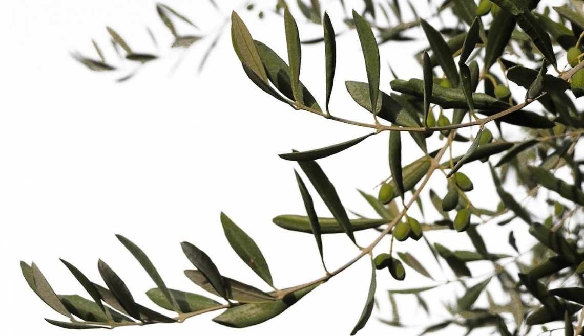 La vera necessità di concimazione azotata degli oliveti