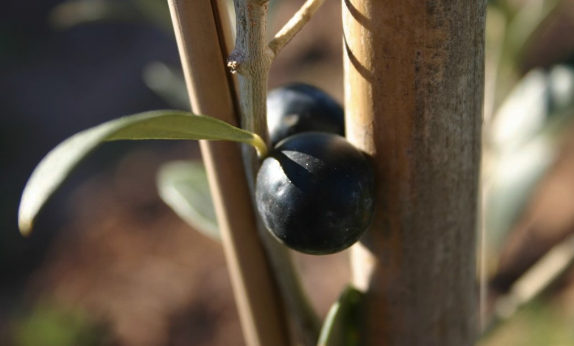 Ottimizzare il processo di raccolta per produrre un olio extra vergine di oliva premium