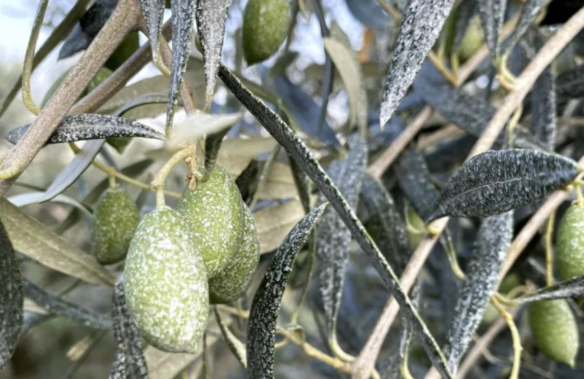 Oltre la lotta alla mosca delle olive: i benefici dell'utilizzo di caolino su produttività e resa in olio