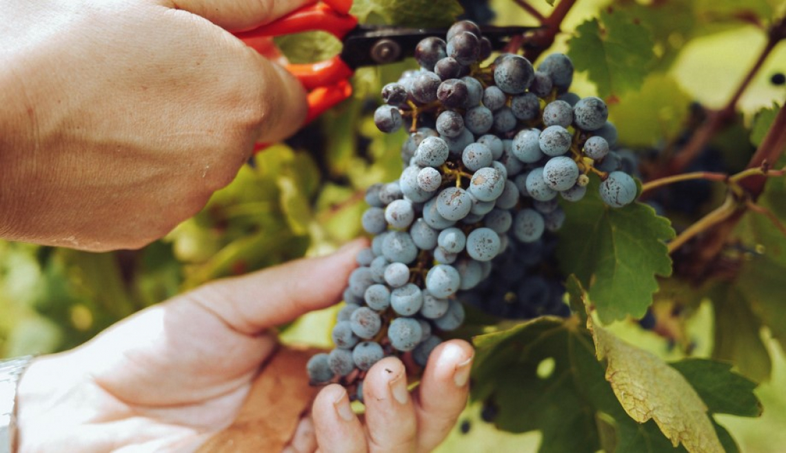 Gli ultrasuoni ad alta potenza aiutano ad aumentare l'estrazione dei composti fenolici dell'uva