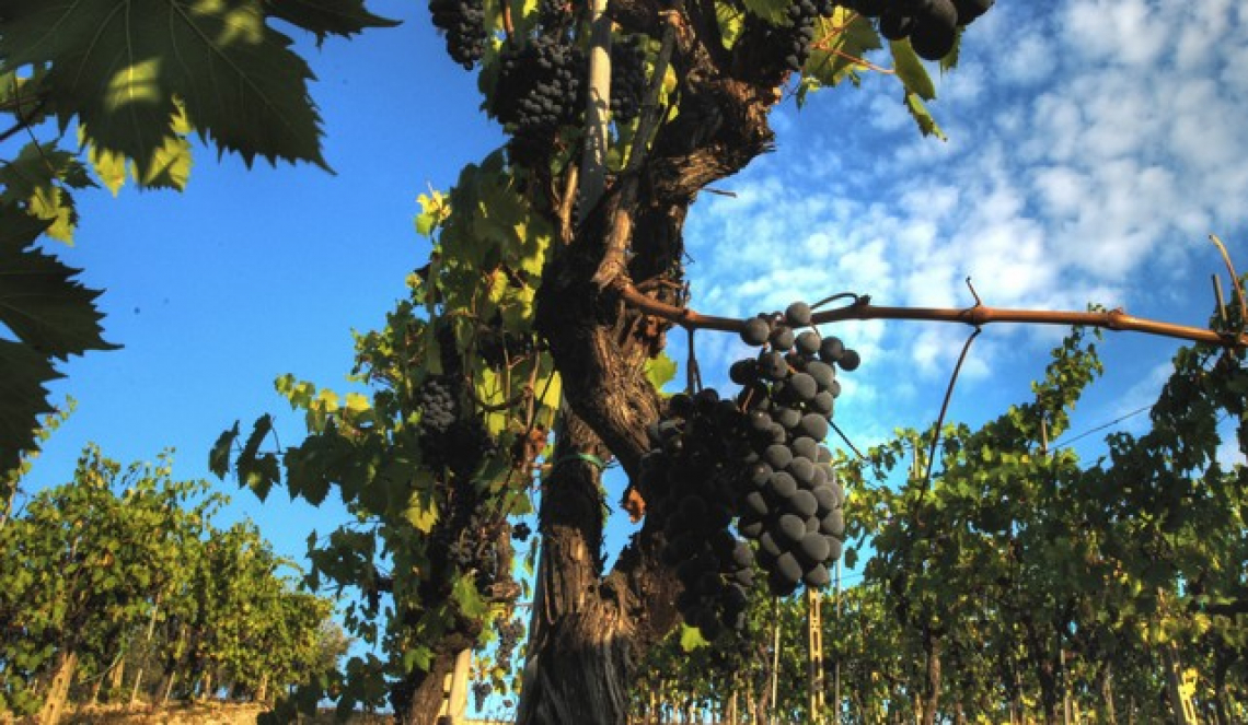 Il processo di appassimento in condizioni controllate fornisce un miglioramento della qualità dell'uva di Sangiovese e Cesanese