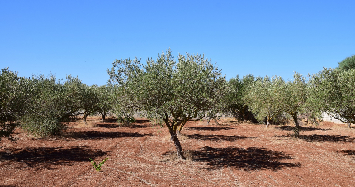 Cresce l'olivicoltura biologica in Spagna