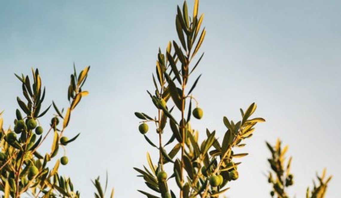 Sostenibilità, competitività e unità per il futuro dell'olio di oliva italiano