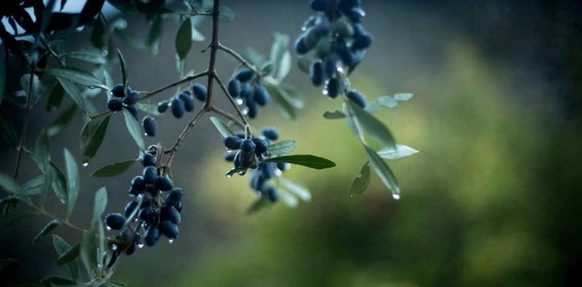 L'olio extra vergine d'oliva di collina ha un diverso profilo in acidi grassi e fenoli di un olio di pianura