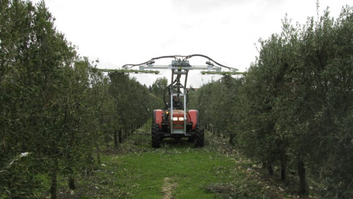 La risposta di varietà di olivo italiane e straniere in alta densità al contenimento della chioma mediante potatura meccanica e manuale