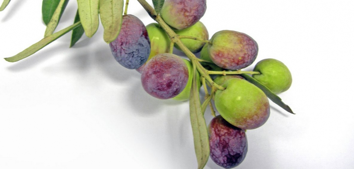L'indice di maturità delle olive grazie a infrarosso e analisi delle immagini
