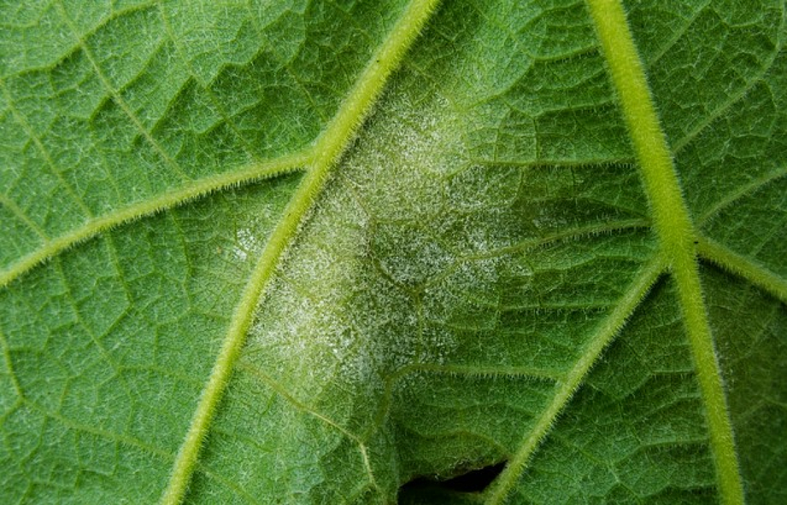 Attenti alle alte temperature notturne, possono promuove la peronospora nella vite