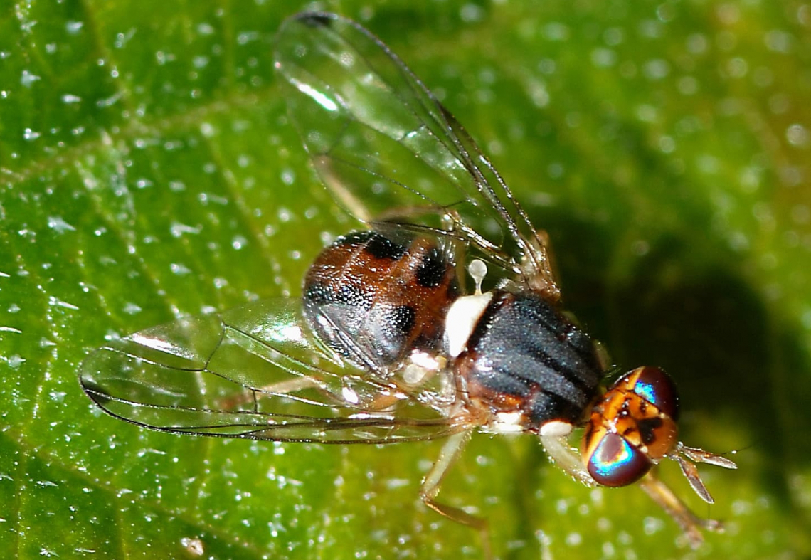 Analisi dell'efficacia dei principi attivi utilizzabili contro la mosca delle olive