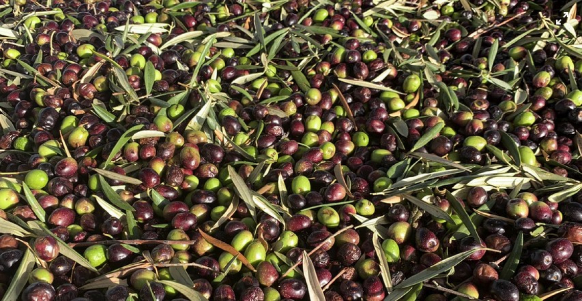 Fattori determinanti nell'accumulo di olio d'oliva per ottimizzare il tempo di raccolta in un contesto di cambiamento climatico