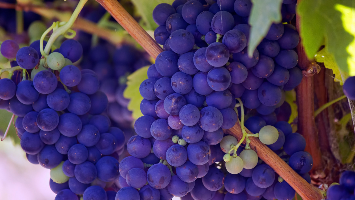 Chianti e Brunello di Montalcino ridurranno la resa massima di uva