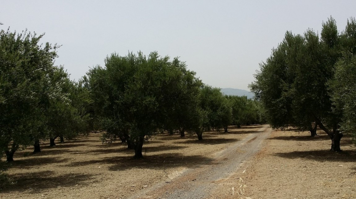 E' possibile ridurre l'utilizzo dei fitofarmaci nell'oliveto