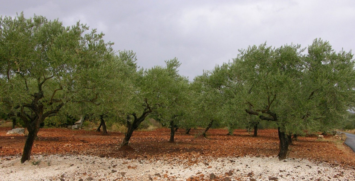 L'impatto dell'utilizzo delle acque di vegetazione sulla qualità delle olive e dell'olio extra vergine d'oliva