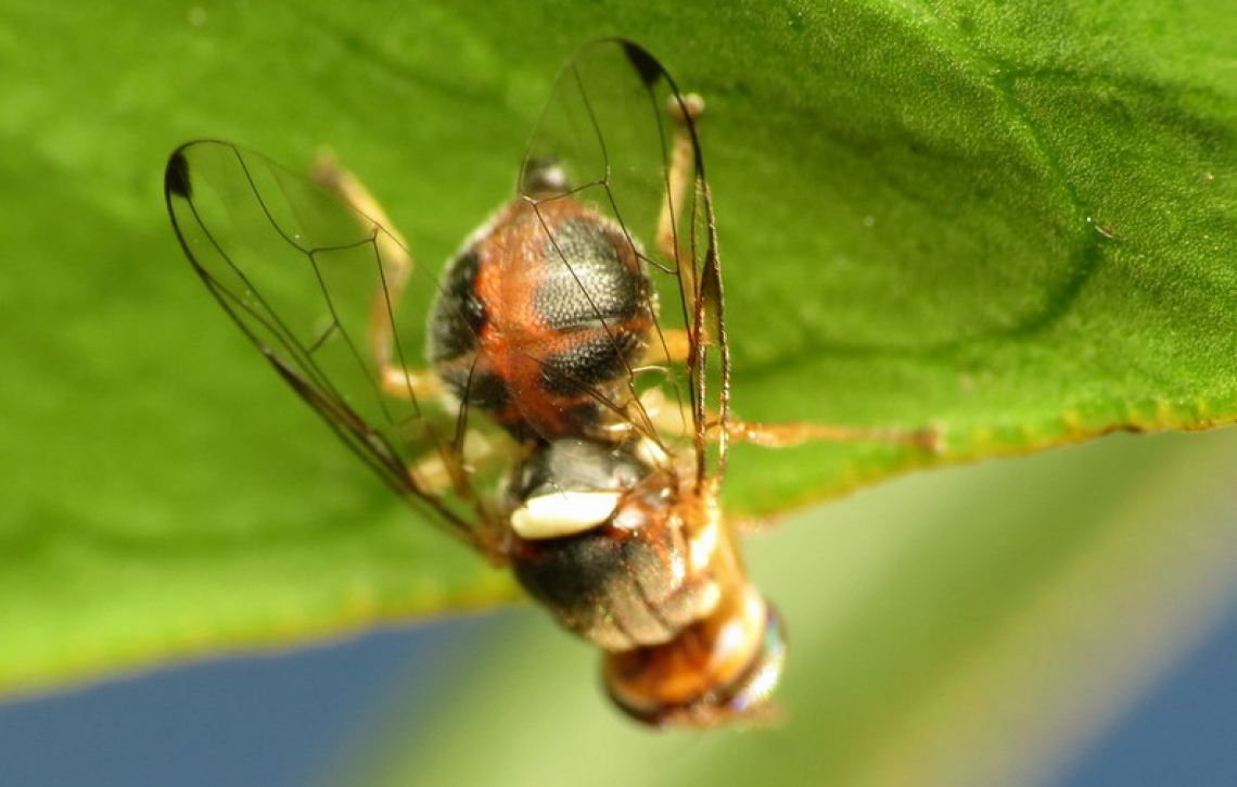 La correlazione fra popolazione di mosca delle olive e danno è affidabile, ma solo a un certo momento della stagione