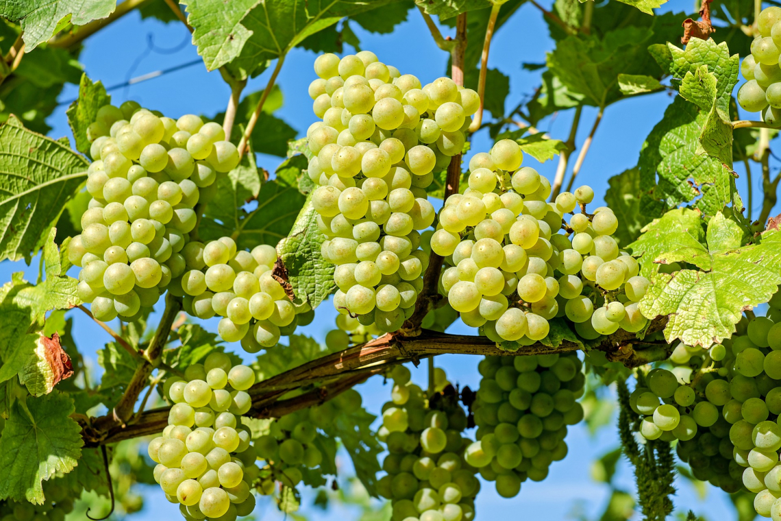 Effetto dell'aerazione sulla composizione volatile nei vini Chardonnay non inoculati con ceppi commerciali di S. cerevisiae