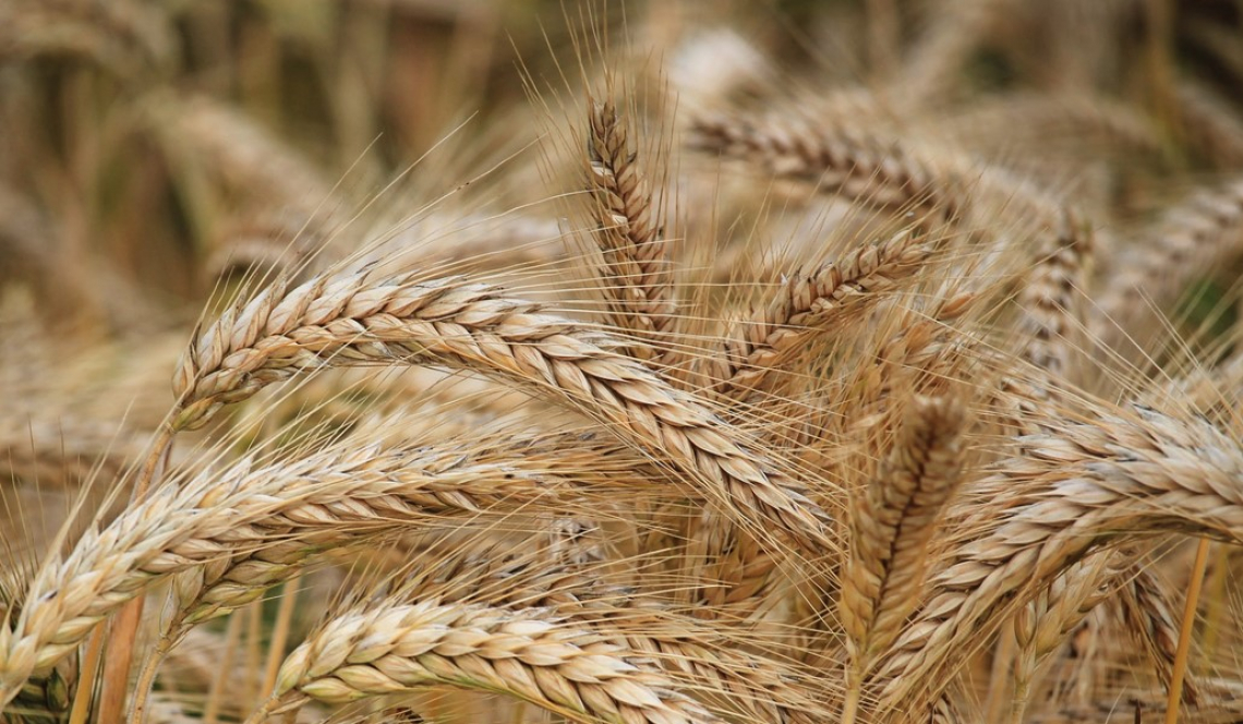 Un primo bilancio sulla campagna cerealicola 2021 in Maremma