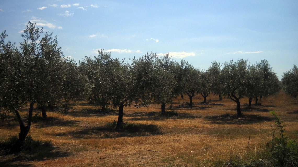 Comprendere lo stato di salute degli oliveti dal satellite