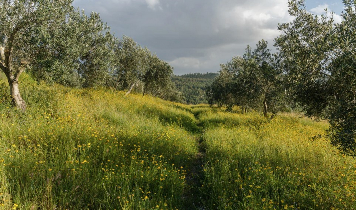 L'utilità del biodigestato per la gestione degli oliveti non lavorati